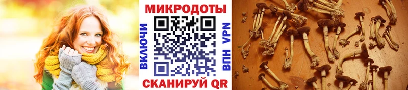 Псилоцибиновые грибы Psilocybe  хочу   Шарья 
